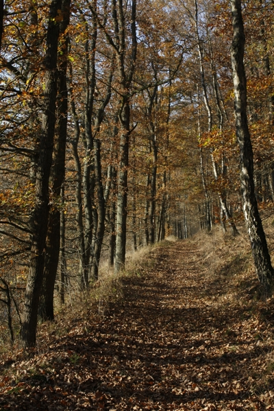 herbstimpressionen 1 - (c) c duecker.jpg